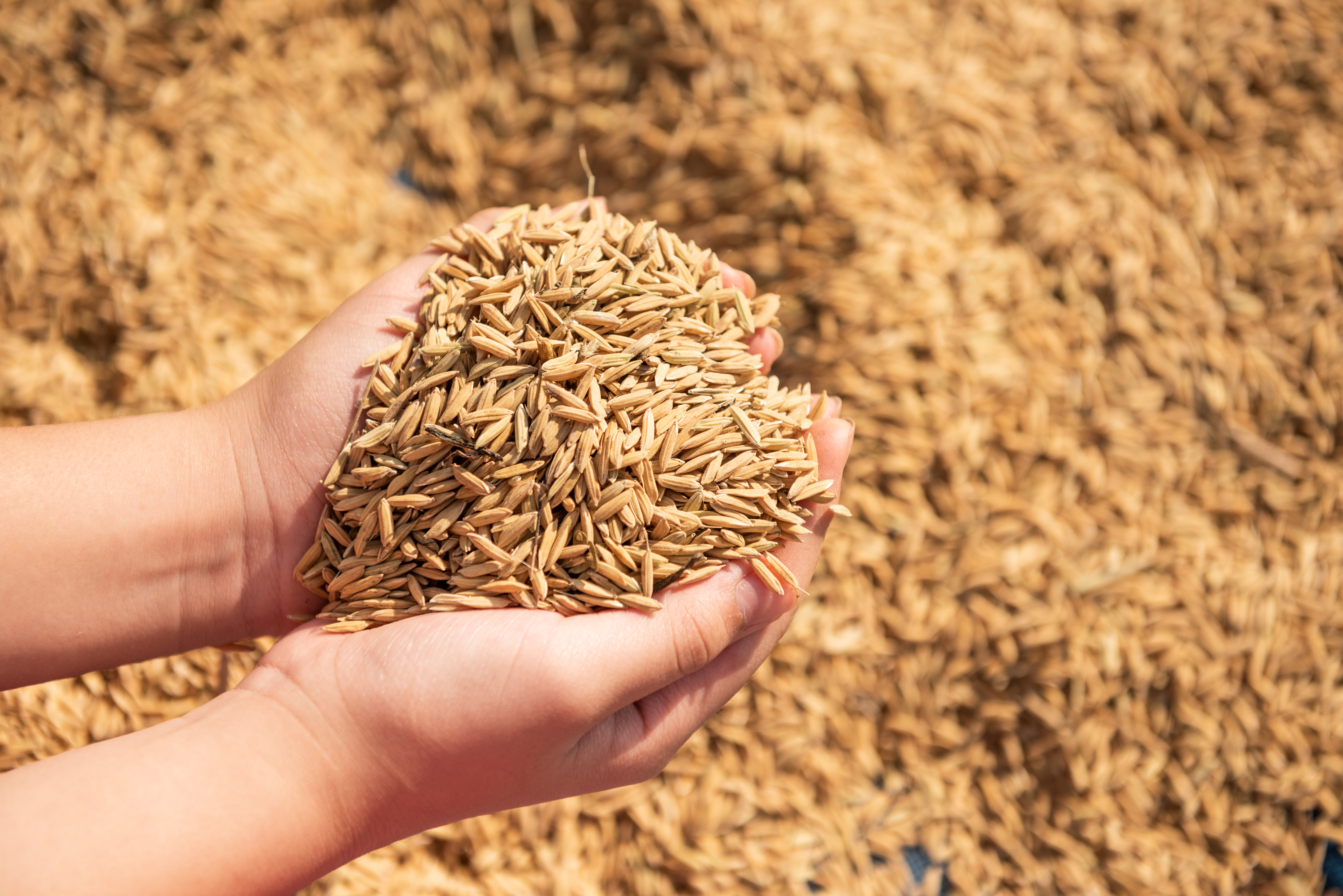 Trusted wholesale rice partner for supermarkets and grocery shops
